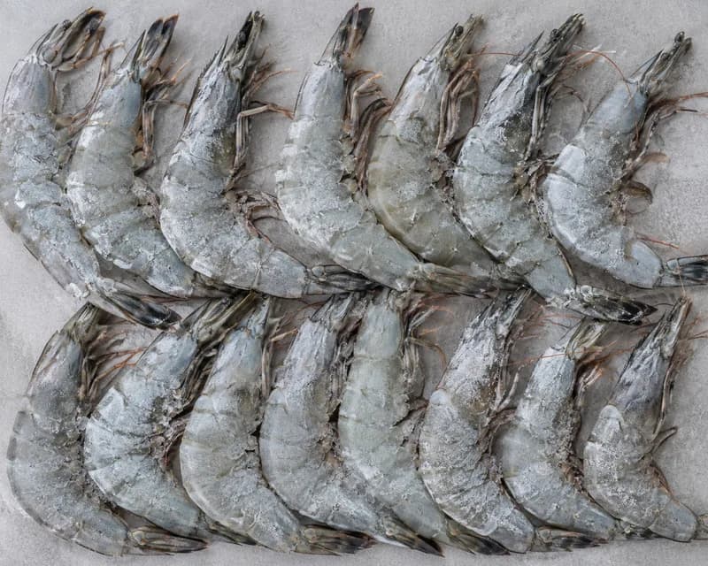 Large raw shell-on king prawns laid out in rows